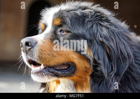 Berner Sennenhund watch out Stockfoto