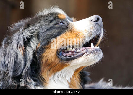 Berner Sennenhund watch out Stockfoto