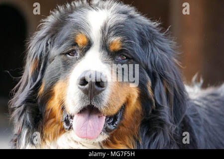 Berner Sennenhund watch out Stockfoto