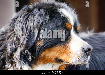 Berner Sennenhund watch out Stockfoto