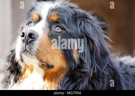 Berner Sennenhund watch out Stockfoto