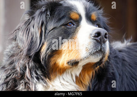 Berner Sennenhund watch out Stockfoto