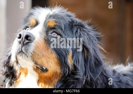 Berner Sennenhund watch out Stockfoto