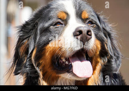 Berner Sennenhund watch out Stockfoto