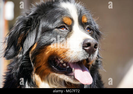 Berner Sennenhund watch out Stockfoto