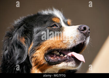 Berner Sennenhund watch out Stockfoto