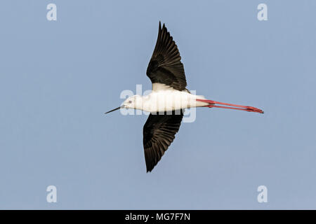 Schwarz - geflügelte Stelzenläufer (Himantopus himantopus) im Flug, Boa Vista, Kap Verde Stockfoto