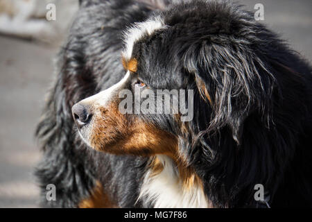 Berner Sennenhund watch out Stockfoto