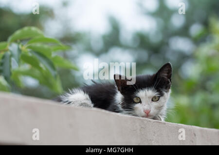 Dreckig, verängstigte schwarze und weiße Katze liegend auf Einstiegschweller Stockfoto