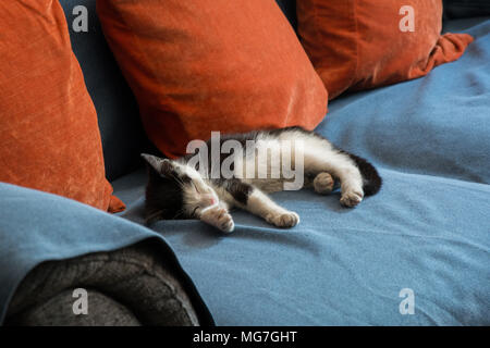 Winzige schwarze und weiße Katze schlafend auf dem Sofa Stockfoto