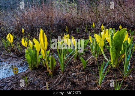 Sumpf Laternen aka Skunk Cabbage Blumen, Lysichiton americanus, Cumberland Gemeinschaft Wald, Cumberland, Vancouver Island, British Columbia, Kanada. Stockfoto