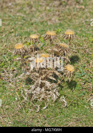 Silberdistel (Carlina vulgaris). Asteraceae. Sussex Downland, Großbritannien Stockfoto