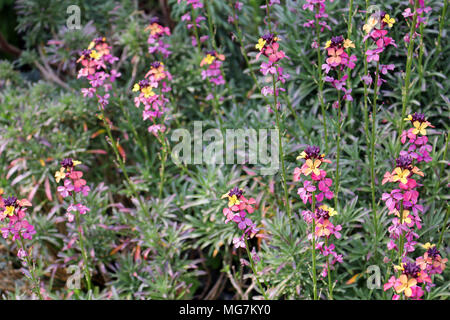 Bunte Erysimum Anlage Stockfoto