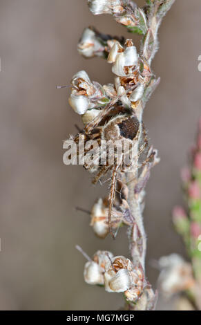 Gorse (Orbweaver Agalenatea redii) Männliche Orb Spider auf Heidekraut, seltenste Form ZETA. Sussex, UK Stockfoto