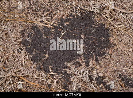 Südliche Waldameisen Arbeitnehmer Aalen in der Sonne aufwärmen (Formica rufa). Sussex, UK Stockfoto