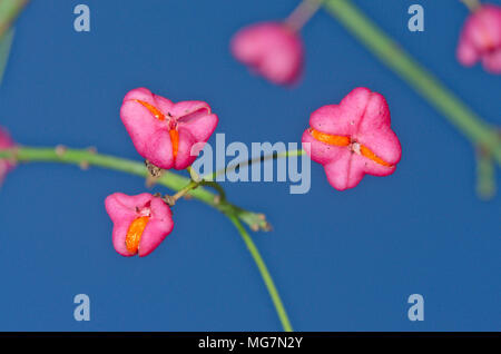 Spindel Baum Beeren/Früchte (Euonymus europaea) Botanische Farben in Sussex, UK Stockfoto