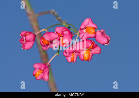 Natur in Farbe Spindel Baum Beeren/Früchte (Euonymus europaea) Botanische Farbe in Sussex, UK Stockfoto