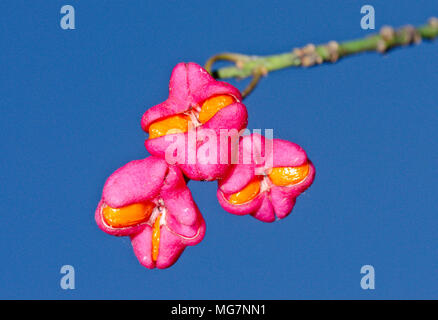 Spindel Baum Beeren/Früchte (Euonymus europaea) Botanische Farbe in Sussex, UK Stockfoto