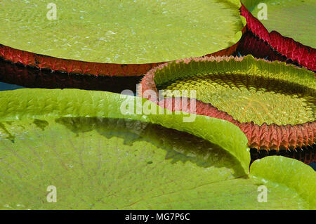 Nahaufnahme des riesigen Victoria water-Lily Pads. Stockfoto