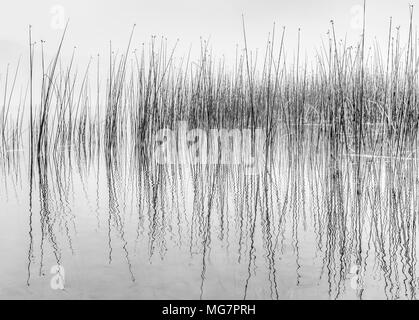 Schwarz-weiß Bild von reflektierenden Schilf im Wasser an einem See ufer, ähnlich einer Auslesen aus einem Seismographen. Stockfoto