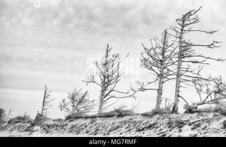 Haken der Bäume säumen den Strand am Cape Lookout an der Küste von Oregon. Stockfoto