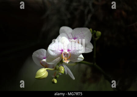 Weiße Orchideen Stockfoto