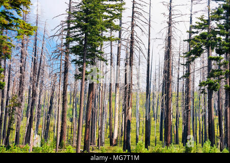 Ein Wald mit Narben von einem Feuer, während neues Wachstum, und halten Sie den Waldboden. Stockfoto