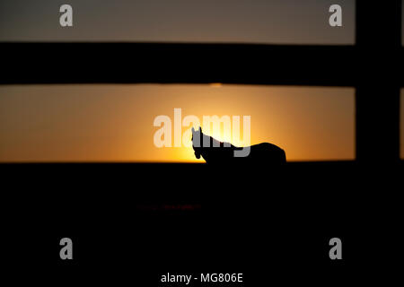 Silhouette von Morgan Horse, das bei Sonnenaufgang auf dem Feld grast Stockfoto