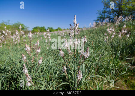 Asphodelus ramosus, auch als verzweigte Asphodel fron Nin, Kroatien bekannt Stockfoto