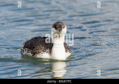 Red-throated Diver (Gavia stellata) während der Überwinterung in Nin, Kroatien Stockfoto