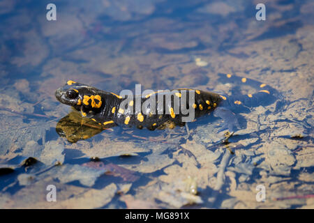 Der Feuersalamander (Salamandra salamandra) hinterlegung die Eier in einem Wald Pfütze Stockfoto