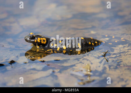 Der Feuersalamander, Salamandra salamandra Hinterlegung die Eier in einem Wald Pfütze Stockfoto