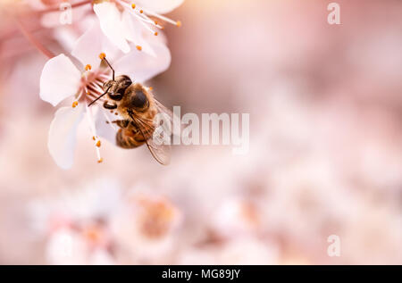 Nahaufnahme von kleine Biene bestäubt Blooming cherry tree, Insekt sitzen auf sanften weißen Blüten über Rosa verschwommenen Hintergrund, Spring Season Stockfoto