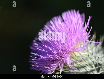 Distel Blume Stockfoto