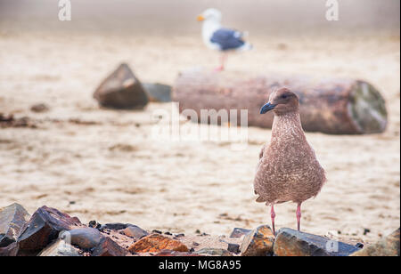 Ein jugendlicher Möwe auf Ufer mit Steinen nach Tolovana Beach in Cannon Beach, Oregon, ein erwachsener Vogel auf einem treibholz in der Ferne thront. Stockfoto