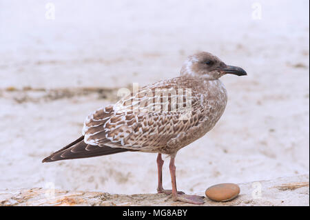 Eine junge Pacific Seagull stehend auf eine Drift mit einem Felsen in der Nähe der Füße am Strand anmelden. Stockfoto