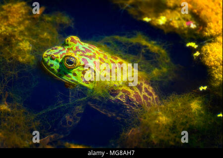 Ein bullfrog sitzt im Teich warten auf ein Insekt nahe genug kommen, um es zu fangen. Stockfoto