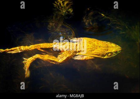 Ein bullfrog gleitet durch das Wasser, wie er in den Teich schwimmt. Stockfoto