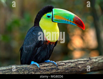 Kiel-billed Toucan, auch (Ramphastos sulfuratus), sitzt auf Zweig, Costa Rica Stockfoto