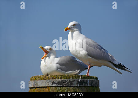 Europäische Silbermöwe (Larus argentatus), Tier Paar sitzt auf Säule, Berufung, Nordseeküste, Schleswig-Holstein, Deutschland Stockfoto