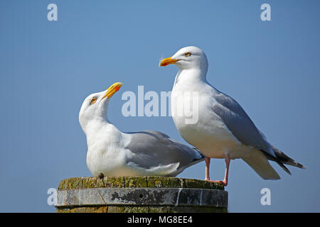 Europäische Silbermöwe (Larus argentatus), Tier Paar sitzt auf Säulen, Nordseeküste, Schleswig-Holstein, Deutschland Stockfoto