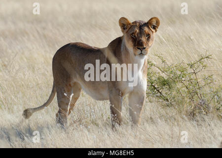 Löwin (Panthera leo) stehen in trockenem Gras, Alert, Etosha National Park, Namibia Stockfoto