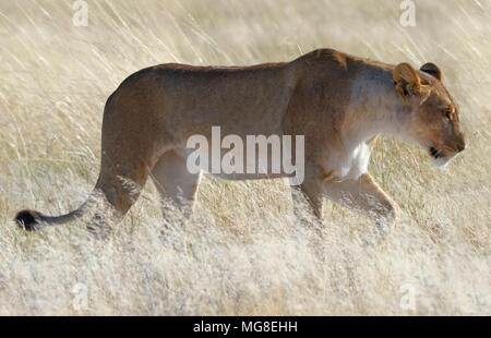 Löwin (Panthera leo) zu Fuß in das trockene Gras, Etosha National Park, Namibia Stockfoto