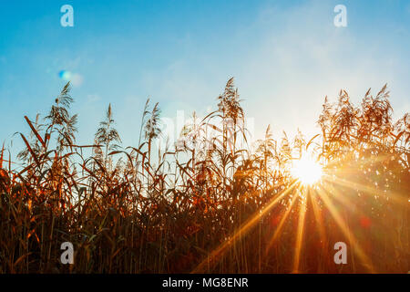 Sonnenstrahlen durch das Gras. Sonnenlicht Hintergrund Licht. Instant getonten Bild Stockfoto
