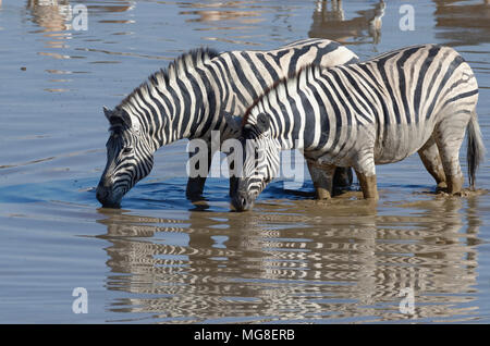 Zwei Burchell's Zebra (Equus quagga burchellii), stehend im schlammigen Wasser, trinken, Okaukuejo Wasserloch, Etosha National Park Stockfoto