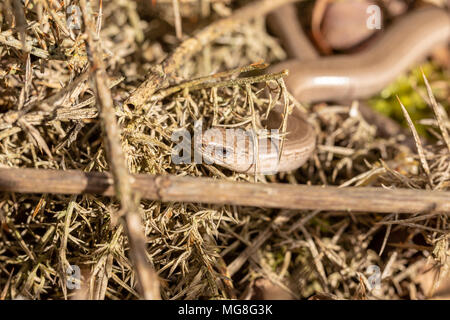 Getarnt Kupfer langsam Wurm versteckt sich unter toten Heide Vegetation in einem Naturschutzgebiet Stockfoto