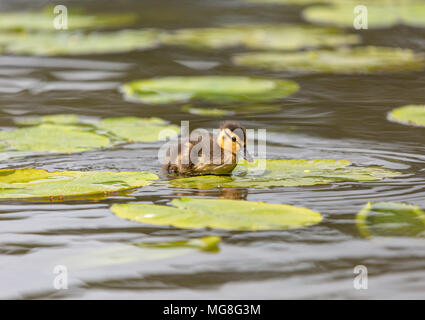 Lonely Mallard Entlein saß auf Lily in der Mitte des Sees im Laufe des Tages Stockfoto