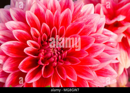 Canby Centennial Dahlia, Swan Insel Dahlien, Clackamas County, Oregon Stockfoto