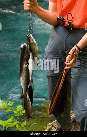 Fisch-Stringer mit Forellen, McKenzie Wild and Scenic River, Willamette National Forest, Oregon Stockfoto