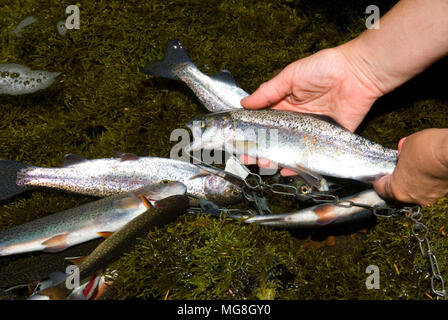 Fisch-Stringer mit Forellen, McKenzie Wild and Scenic River, Willamette National Forest, Oregon Stockfoto